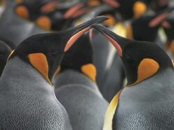 CU, SELECTIVE FOCUS, Two King penguins (Aptenodytes patagonicus), headshot, South Georgia Island, Falkland Islands, British overseas territory Stock Footage