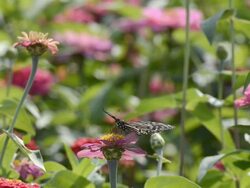 Butterfly at colorful Chrysanthemum field Stock Footage