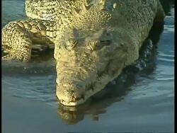 CU High angle, Crocodile crawls to shore Stock Footage