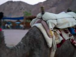 Camel Procession Stock Footage