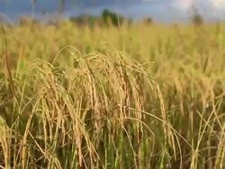 golden rice field Stock Footage