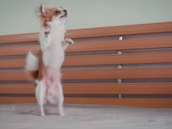 Chihuahua in action Stock Footage