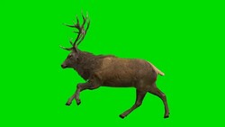 Stag Run Green Screen (Loopable) Stock Footage