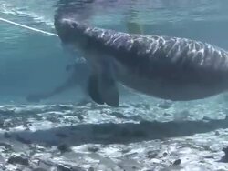Manatee Stock Footage