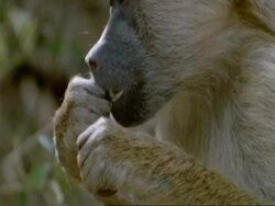 CU tilt up to Yellow Baboon, Papio cynocephalus, eating, Tanzania Stock Footage