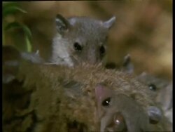 CU young (6) Grey short-tailed Opossum hanging onto mothers back Stock Footage