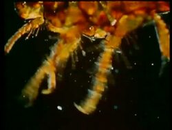 CU rabbit flea legs Stock Footage