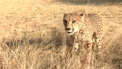 An aggressive cheetah hisses and snarls. Stock Footage