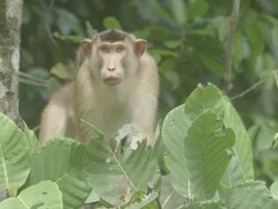 Pig-tailed Macaque yawning Stock Footage