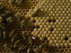 Honey bees (Apis sp.) on comb Stock Footage