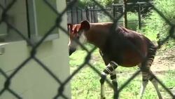 Un antílope africano encuentra casa en Nueva Orleans Instructional Video