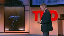 Tim Brown: Designers -- think big! Instructional Video