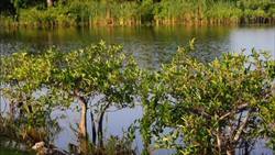 Everglades Instructional Video