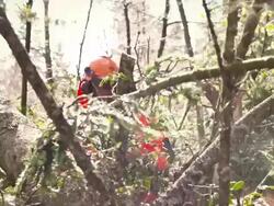 HD: Logger Cutting Branches Off A Tree Stock Footage