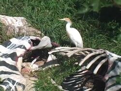 Bird in Zebra Carcus Stock Footage