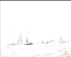 A BIRD IS TOP CAT! News Clip