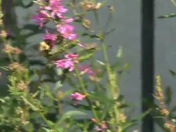 Bee and Flower Stock Footage