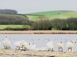 WS Group of swans cleaning themselves at river side with ducks swimming in river / Abbotsbury, England, United Kingdom Stock Footage