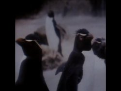 SYND 07/06/1972  PENGUIN ESCAPES FROM WILDLIFE PARK IN COTSWOLD News Clip