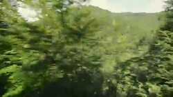 Trees in motion Stock Footage