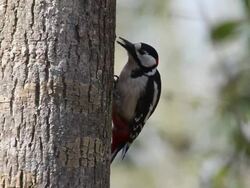 Great spotted woodpecker, dendrocopos major, Male pecking at bark on tree trunk, Normandy  Stock Footage