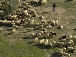 Aerial Bedouin boy herding sheep in Israel, Negev, Israel Stock Footage