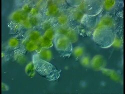 Freshwater ciliate protozoan with feeding cilia visible (possibly Vorticella) and green flagellate protozoans, Euglena. Stock Footage