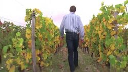 VOICED : GirondeClimate & wine Can Bordeaux adapt to climate change News Clip