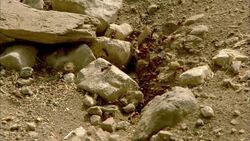 Fire ants scurry around their nest. Stock Footage