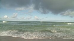 Sea turtle hatchlings rest on a sandy beach where waves roll onto shore. Stock Footage