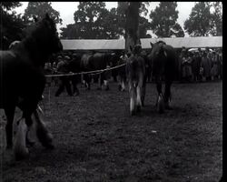 WARWICKSHIRE SHOW SPOILT BY RAIN News Clip
