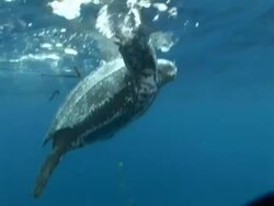 Harpooned Leatherback turtle (Dermochelys coriacea) breathing at surface, Kei Islands, Indonesia Stock Footage