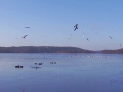 Flying birds. Stock Footage