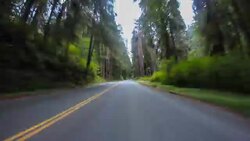 Redwood Forest Driving Time Lapse Stock Footage