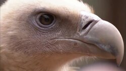 A vulture examines its surroundings. Stock Footage
