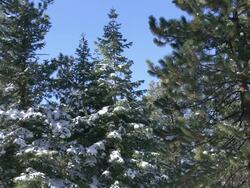 Lake Tahoe snowy pine forest tree tops Stock Footage