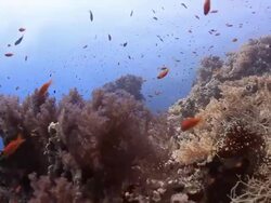 Coral And Fish Stock Footage