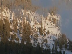 MS Geothermal steam passing in front of snowy trees / Yellowstone National Park, Wyoming, United  Stock Footage