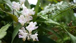 fresh orchids Stock Footage