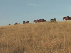 MS Horses herd walking in grass field / Pine Ridge, South Dakota, United States    Stock Footage