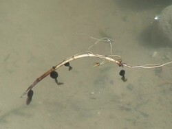 Tadpoles swimming Stock Footage