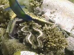 Giant clam shuts itself as a fish swims past Stock Footage
