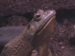 Giant frog closeup Stock Footage
