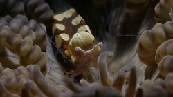 Anemone Shrimp clean its tentacles on sea anemone, Indonesia (4K) Stock Footage