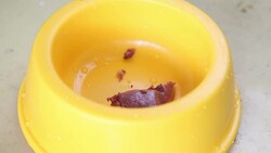 Pet Food Stock Footage