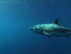 Long Shot pan-left - A great white shark glides through sun-dappled water. Stock Footage