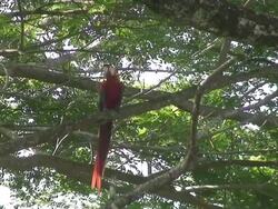 Scarlet Macaw in the wild Stock Footage