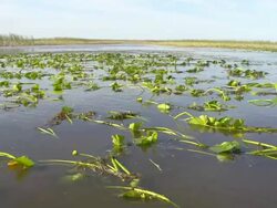 HD: Boat Ride In The Everglades Stock Footage