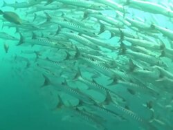 Barracuda school swirling in mid water, Borneo, Malaysia, Southeast Asia Stock Footage