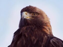 Golden eagle against blue sky. Stock Footage